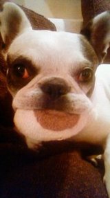 gabu