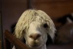 Alpaca2.jpg