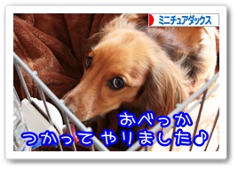 応援ありがとうございますワン!!