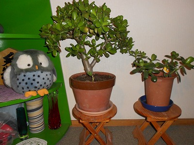 DSCN0369.jpg
