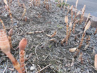 DSCN0452.jpg