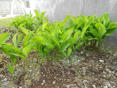 DSCN0538.jpg