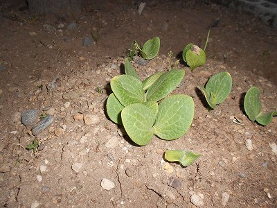 DSCN0542.jpg