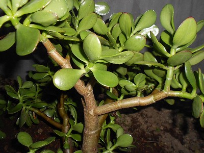 DSCN0545.jpg