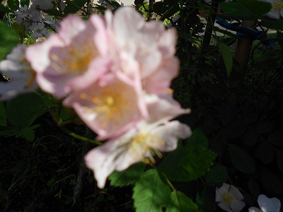 DSCN0621.jpg