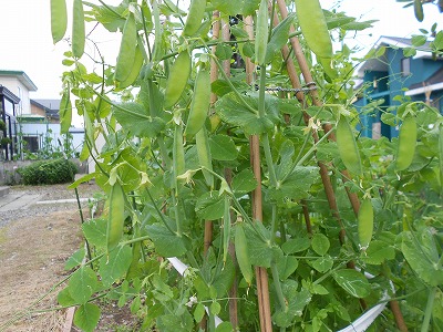 DSCN0627.jpg