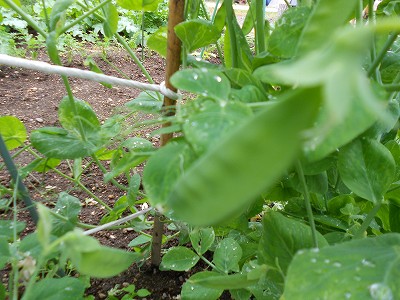 s-DSCN0596.jpg