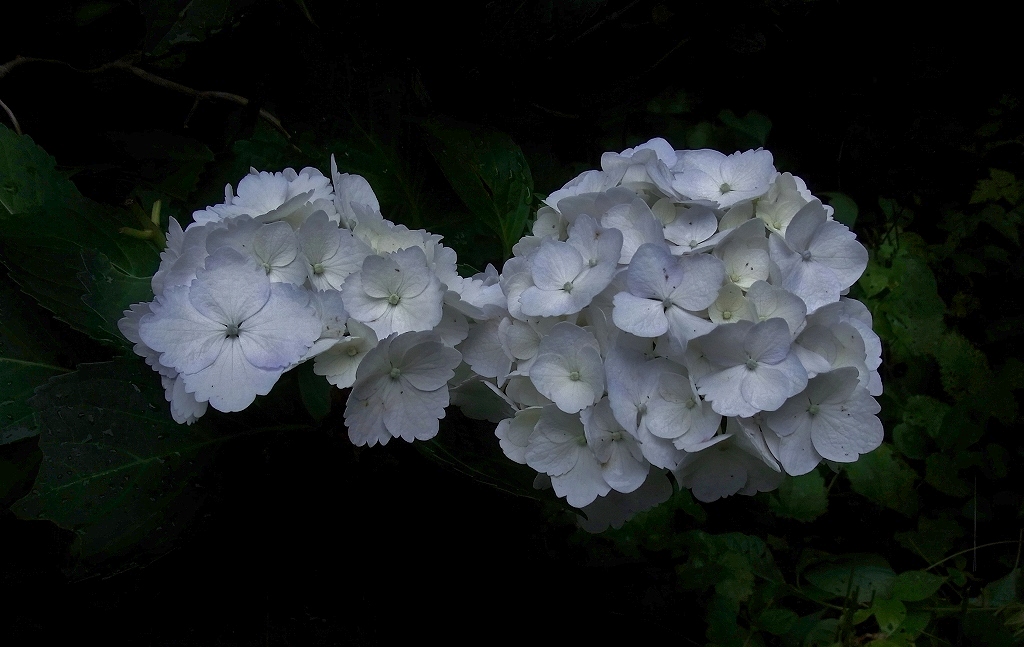 Y079.jpg