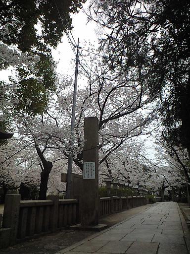 12.04桜CA391805