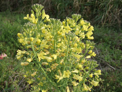 DSCF7528.jpg