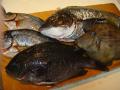 DSC01857.jpg