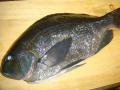 DSC01860.jpg