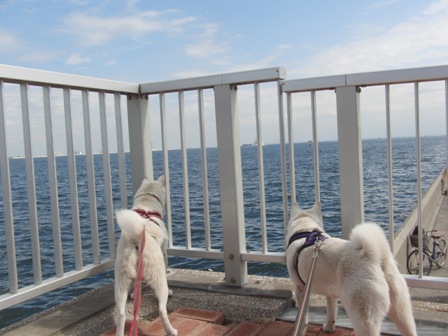 10.4城南島海浜公園2