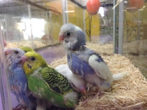 インコ11129