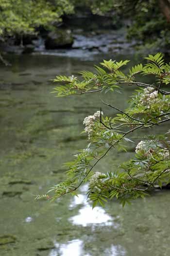淀川小屋付近の七かまどの新緑と花と清らかに流れる水。 秋の紅葉を想像してみてください。