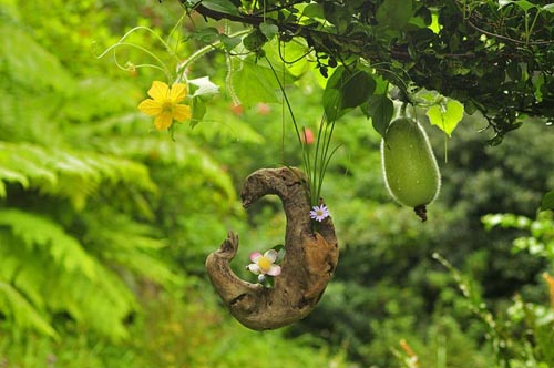 流木の花器に屋久島山茶花とヨメナ<BR>バックのトウガンの実と花も見ごろ！