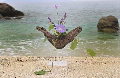 野朝顔、らっきょの花、他