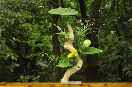 クワズ芋の葉、風船トウワタ、ドラセナの花、他