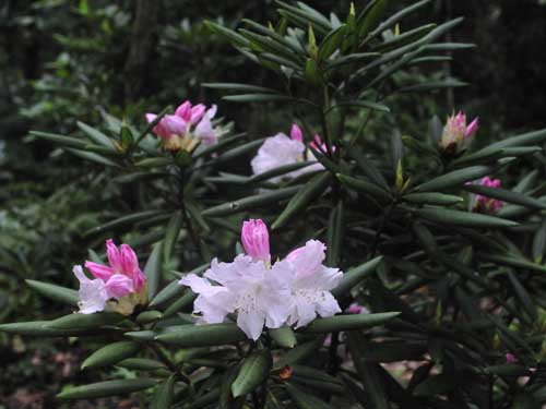石楠花が咲いた