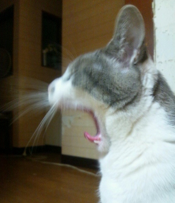 20120427_120621 (345x400)