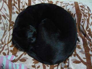 2013021101.jpg