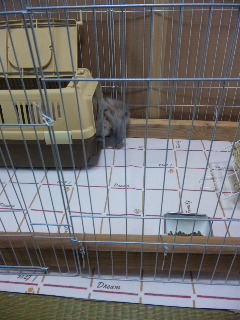 実家にて1