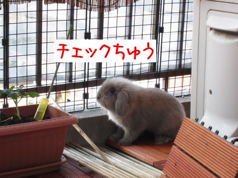 ベランダチェック