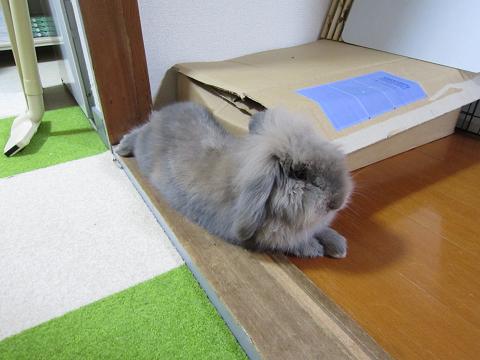 敷居の上で休憩 前