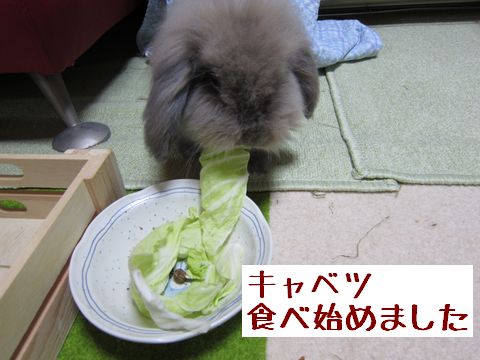 キャベツたべた