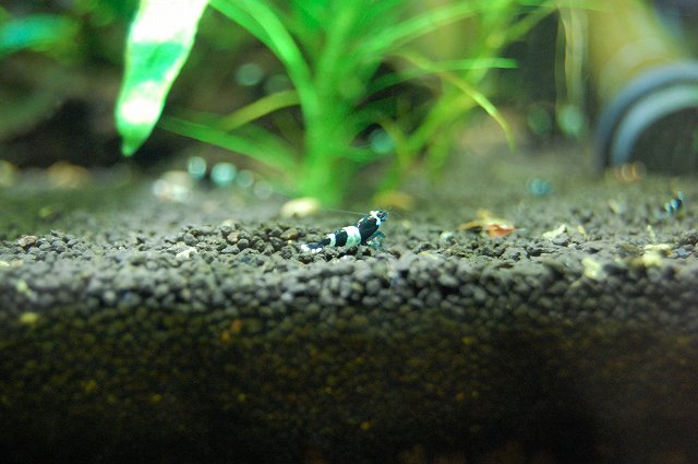 DSC_0383.jpg