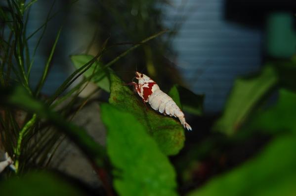 DSC_0522.jpg