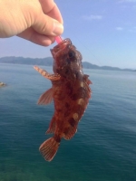 20131130003_チビガラカブ1