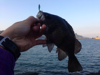 20131206_龍ヶ岳のオオメバル