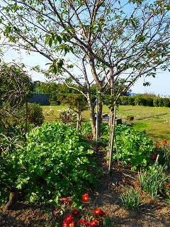 s-P1000040.jpg