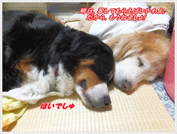 おやすみ