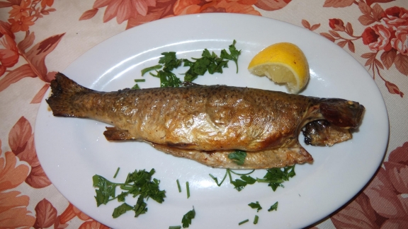 trout