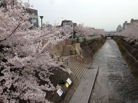 桜生田川