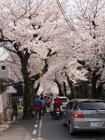 桜のトンネル