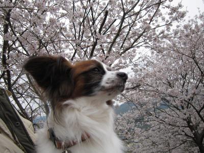 ローゼス君と桜２０１３　３・２６