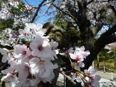 渕神社桜③ 2013 3・29