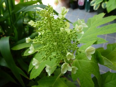 黄金葉柏葉アジサイ 2013 5・26