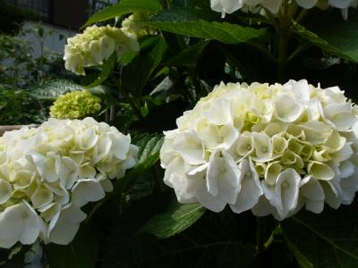 実家アジサイ 2013 6・1