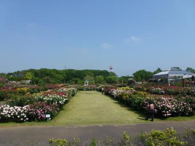 京成バラ園風景⑥ 2013 5・15