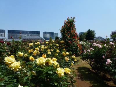 京成バラ園風景① 2013 5・15