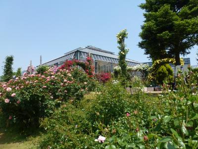 京成バラ園風景③ 2013 5・15