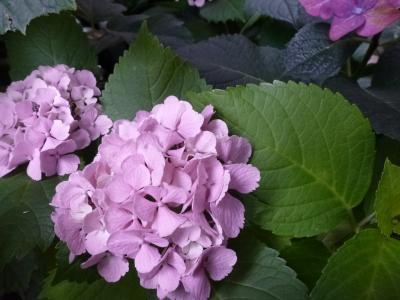 黄葉でピンク花2013 6・8