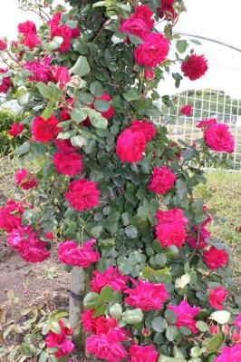 IMG_8280.jpg