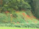 深瀬地区の曼珠沙華