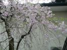 枝垂れ桜が満開です