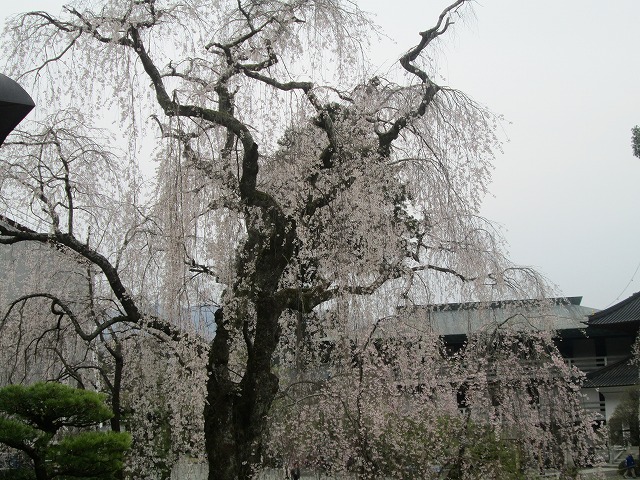 祖師堂前の枝垂れ桜